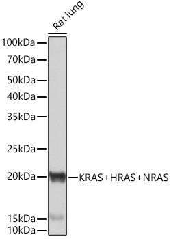 KRAS+HRAS+NRAS Rabbit mAb