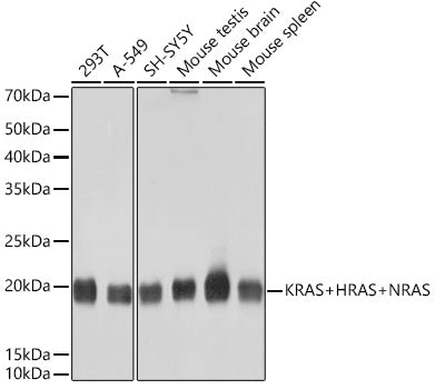 KRAS+HRAS+NRAS Rabbit mAb