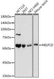 NELFCD Rabbit pAb