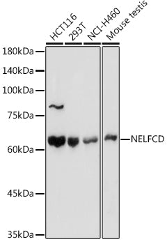 NELFCD Rabbit pAb