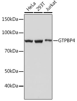 GTPBP4 Rabbit mAb