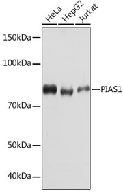 PIAS1 Rabbit mAb