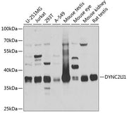 DYNC2LI1 Rabbit pAb