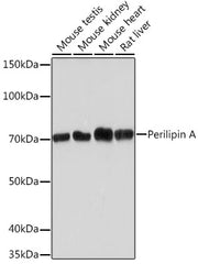 Perilipin A Rabbit mAb