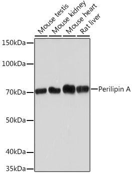 Perilipin A Rabbit mAb