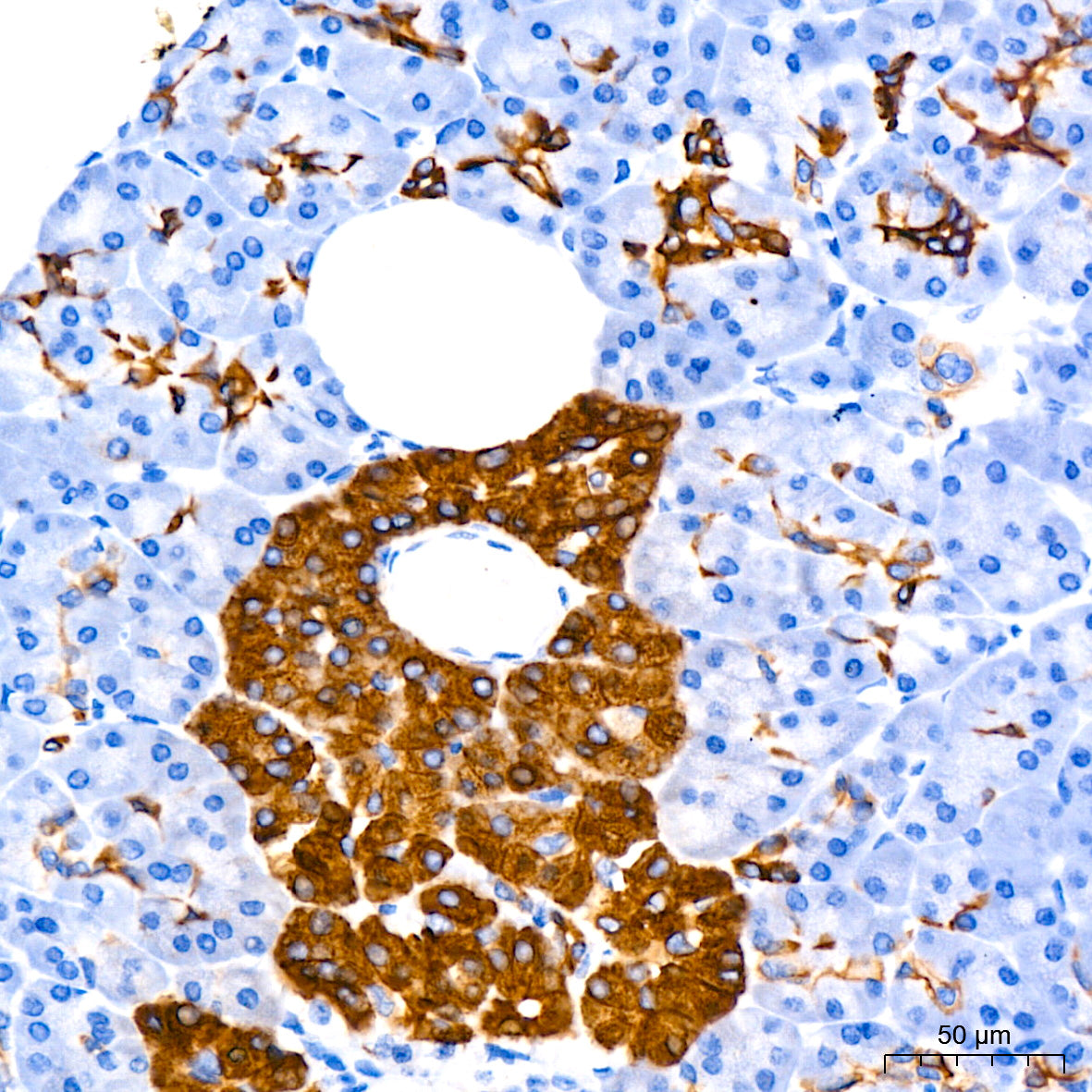 Cytokeratin 7 (KRT7) Rabbit mAb