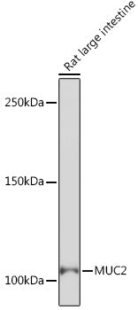 MUC2 Rabbit mAb