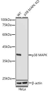 [KO Validated] p38 MAPK Rabbit mAb