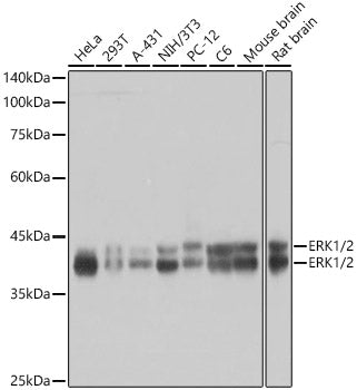 ERK1/2 Rabbit mAb