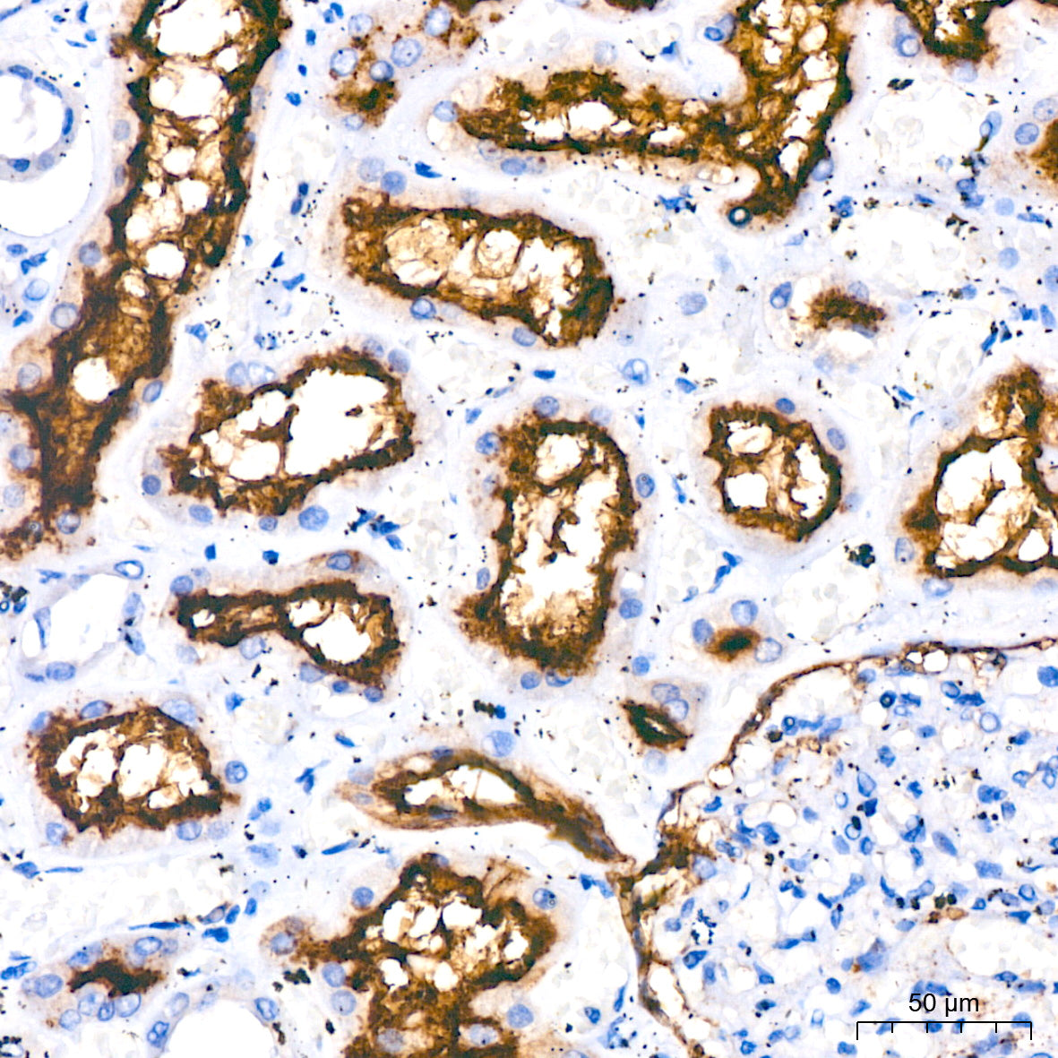 ERK1/2 Rabbit mAb