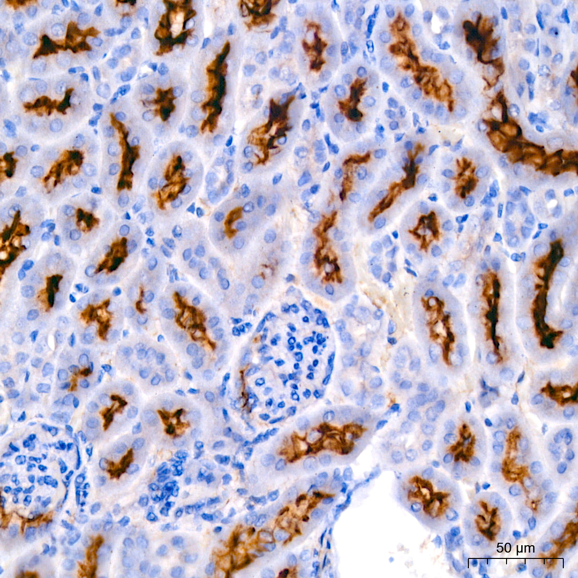 ERK1/2 Rabbit mAb
