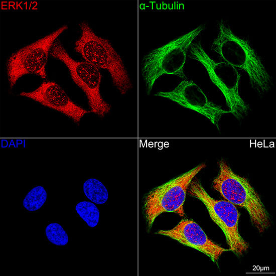 ERK1/2 Rabbit mAb