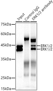 ERK1/2 Rabbit mAb
