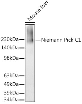 Niemann Pick C1 Rabbit mAb