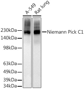Niemann Pick C1 Rabbit mAb