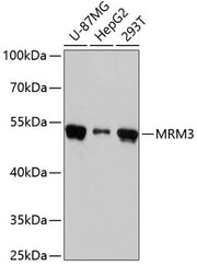 MRM3 Rabbit pAb