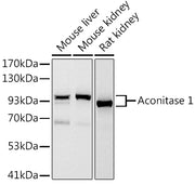 Aconitase 1 (ACO1) Rabbit mAb