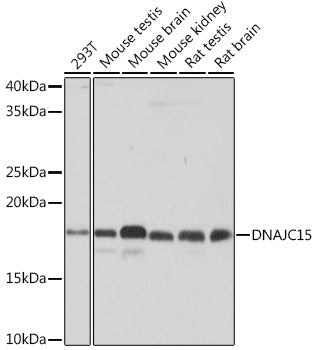 DNAJC15 Rabbit mAb
