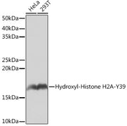 Hydroxyl-Histone H2A-Y39 Rabbit mAb