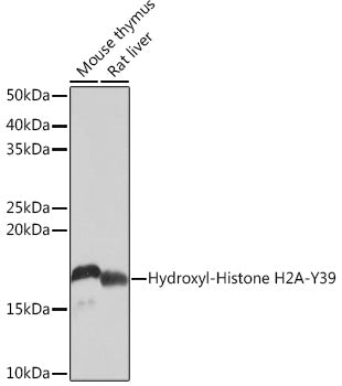 Hydroxyl-Histone H2A-Y39 Rabbit mAb