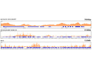 Histone H3.3 Rabbit mAb