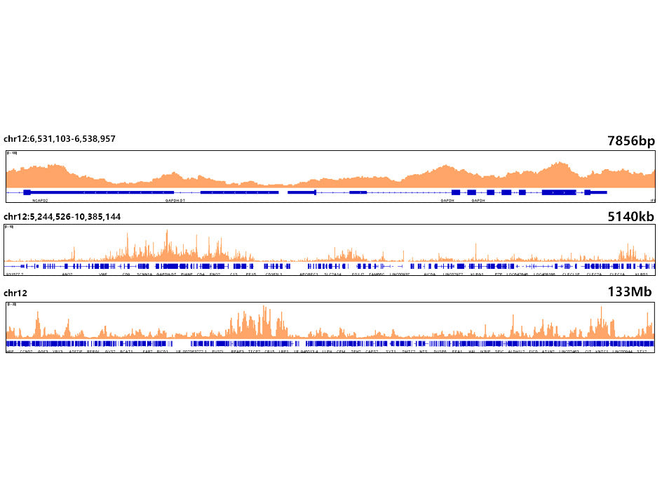 Histone H3.3 Rabbit mAb