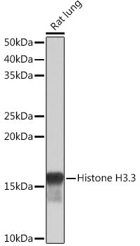 Histone H3.3 Rabbit mAb
