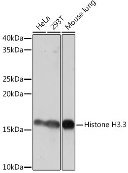 Histone H3.3 Rabbit mAb