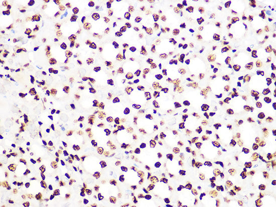 Histone H3.3 Rabbit mAb