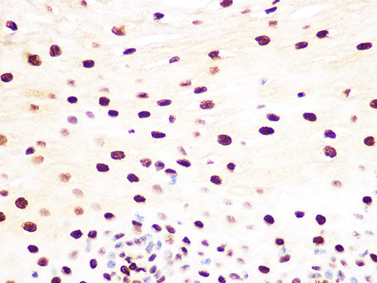 Histone H3.3 Rabbit mAb