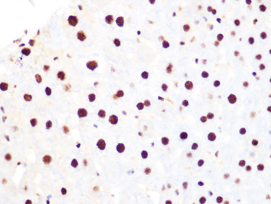 Histone H3.3 Rabbit mAb