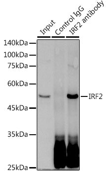 IRF2 Rabbit mAb