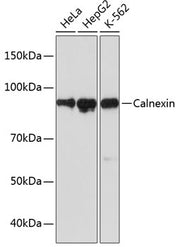 Calnexin Rabbit mAb