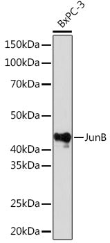 JunB Rabbit mAb