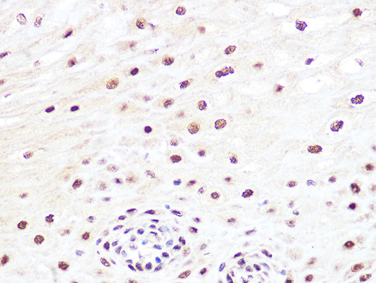 JunB Rabbit mAb