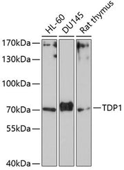 TDP1 Rabbit pAb