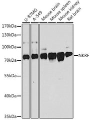 NKRF Rabbit pAb