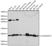 Cyclophilin B Rabbit mAb