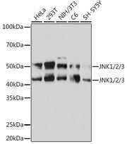 JNK1/2/3 Rabbit mAb