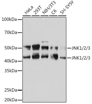 JNK1/2/3 Rabbit mAb