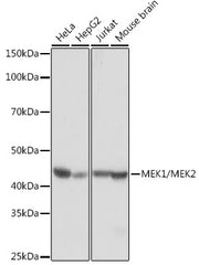 MEK1/MEK2 Rabbit mAb