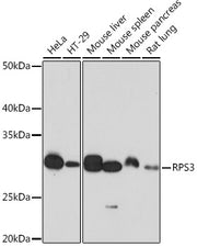 RPS3 Rabbit mAb