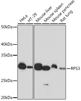 RPS3 Rabbit mAb