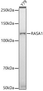 RASA1 Rabbit mAb