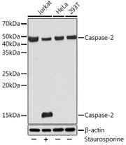 Caspase-2 Rabbit mAb