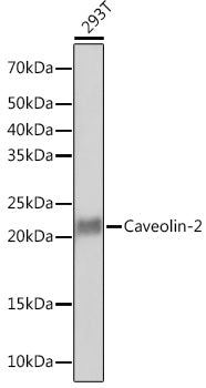 Caveolin-2  Rabbit mAb