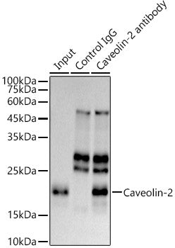 Caveolin-2  Rabbit mAb