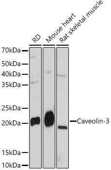 Caveolin-3  Rabbit mAb