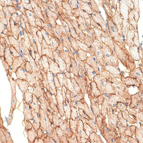 Caveolin-3  Rabbit mAb