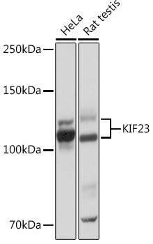KIF23 Rabbit mAb
